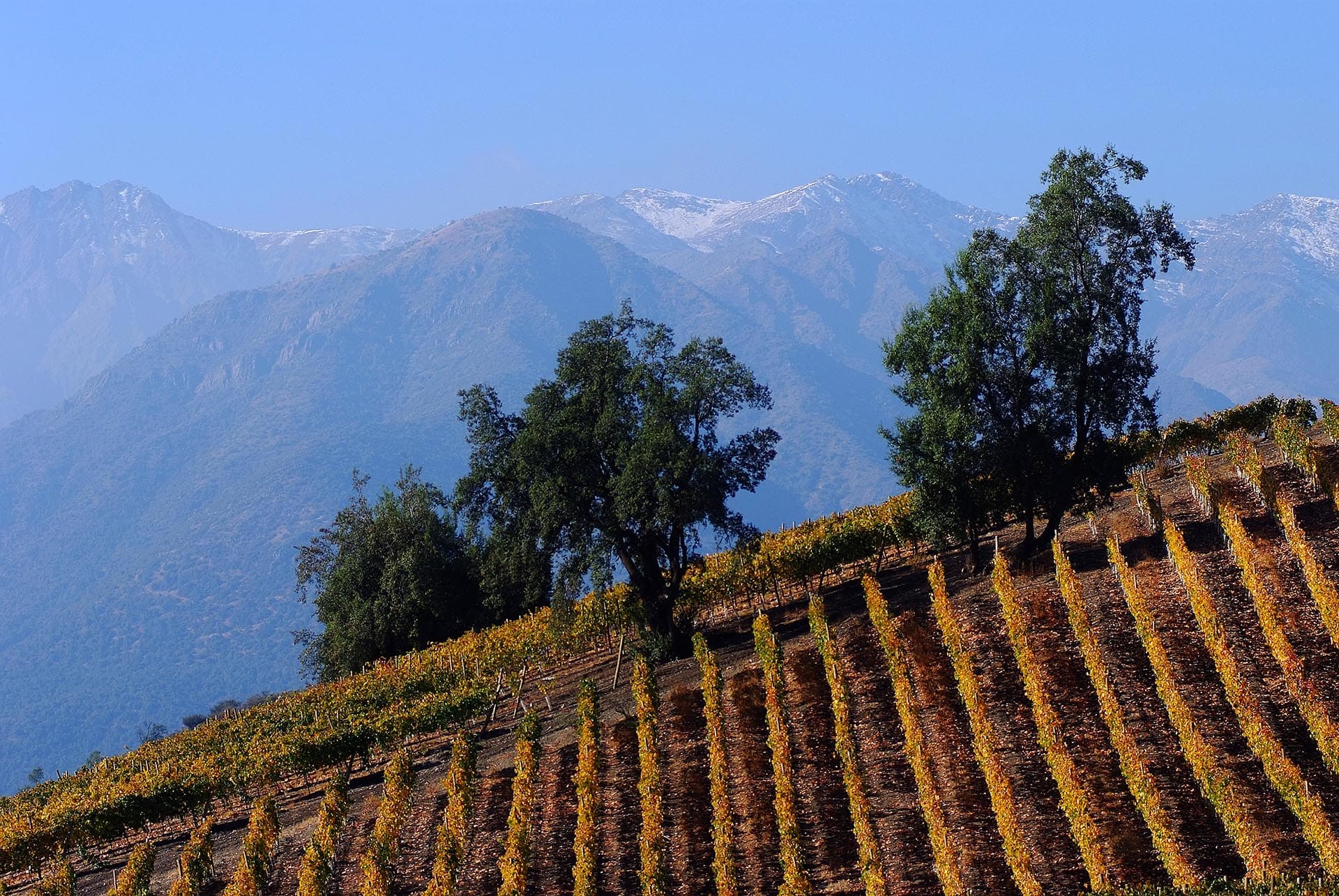 Vina-El-Principal Vina-El-Principal