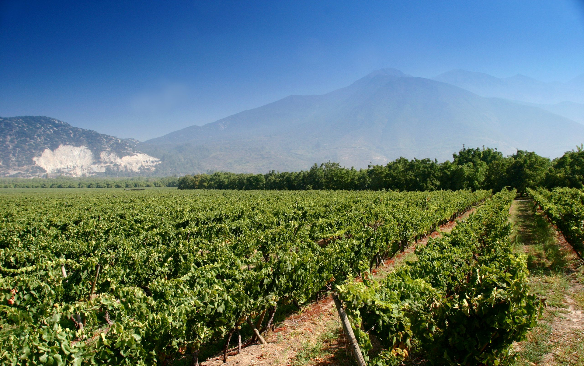 Viña en Valle del Maipo